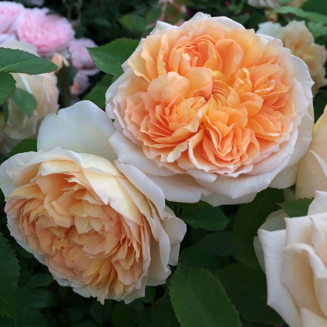English Rose Garden, peach, cream, SD Desktop Wallpaper