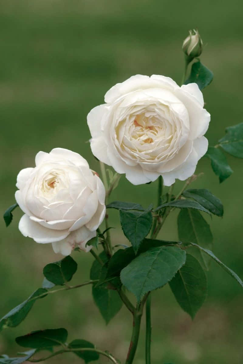 English Rose Garden, white roses, green garden backdrop, SD Phone Wallpaper