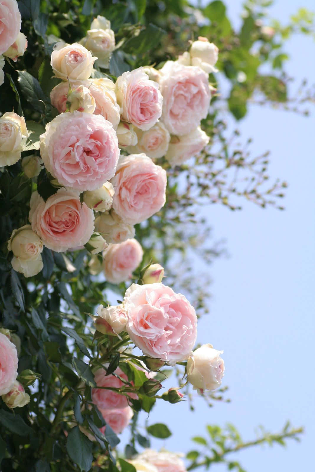 English Rose Garden, soft pink roses, clear blue sky, HD Phone Wallpaper