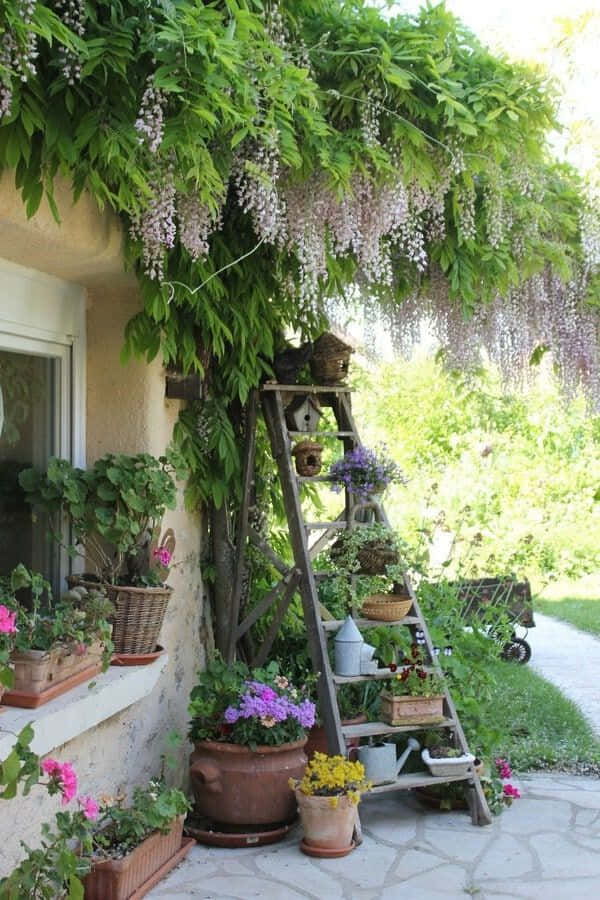 English Rose Garden, rustic wooden ladder, stone wall, SD Phone Wallpaper