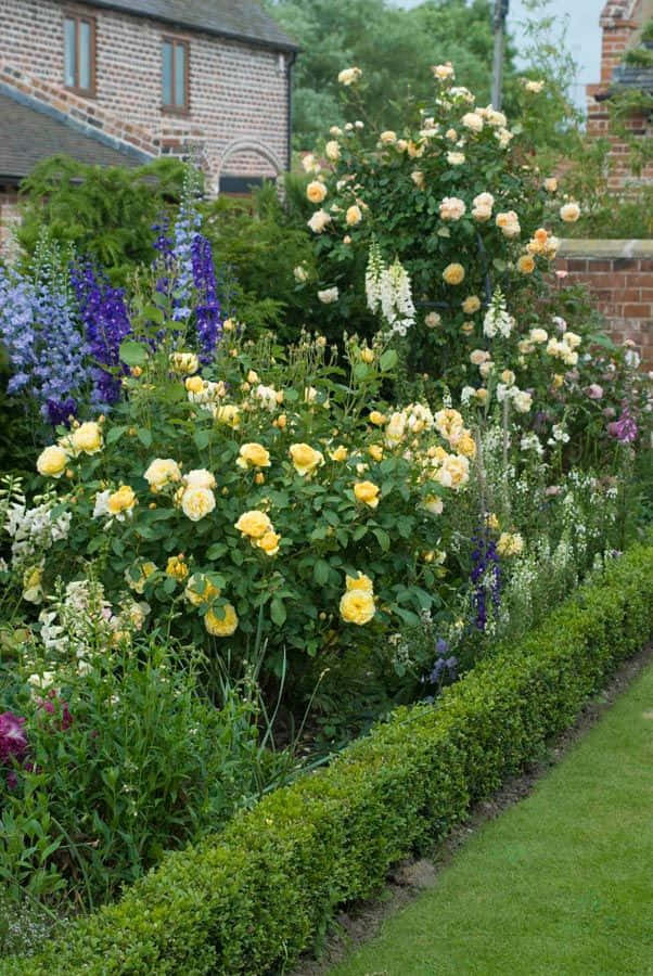 English Rose Garden, yellow roses, purple delphiniums, SD Phone Wallpaper