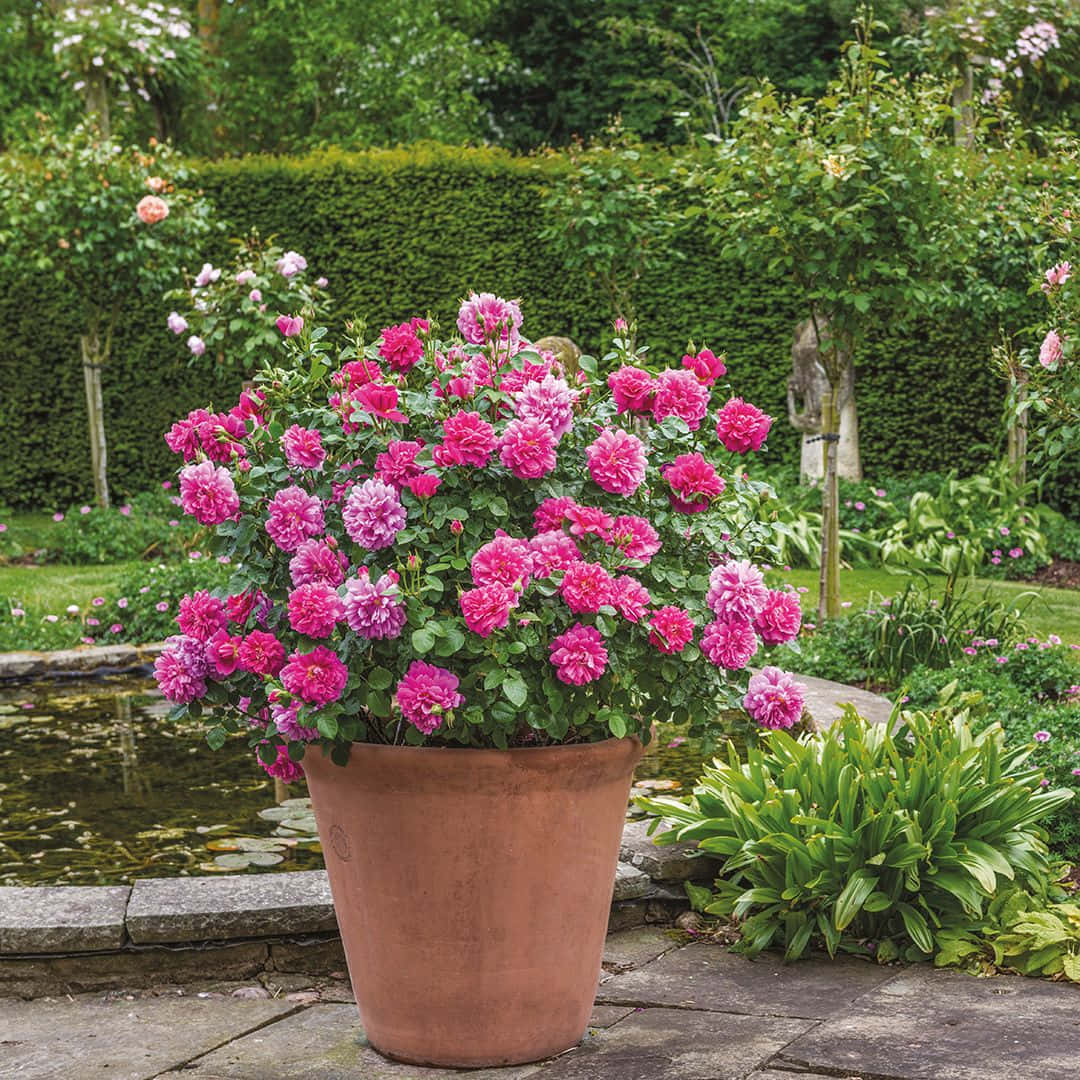 English Rose Garden, terracotta pot, vibrant pink roses, SD Desktop Wallpaper
