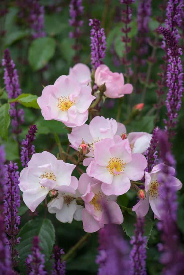English Rose Garden, soft pink roses, tall purple spikes of lavender, SD Phone Wallpaper