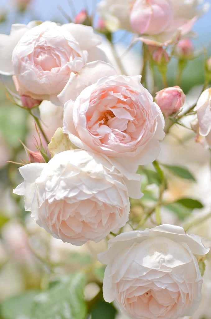 English Rose Garden, pastel pink roses, gentle sunlight, SD Phone Wallpaper