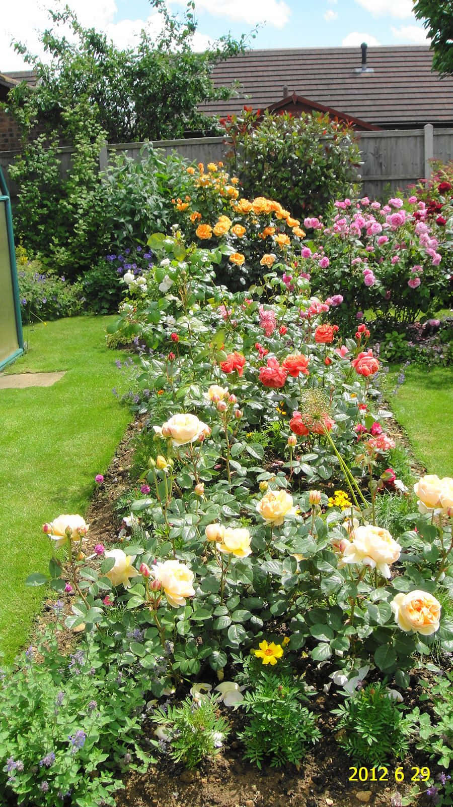 English Rose Garden, roses, lush greenery, HD Phone Wallpaper