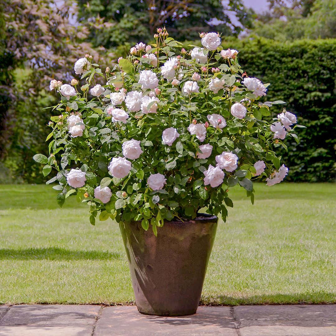English Rose Garden, white and pale pink blooms, stone patio, SD Desktop Wallpaper