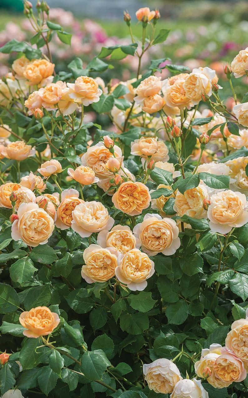 English Rose Garden, peach, cream, SD Phone Wallpaper