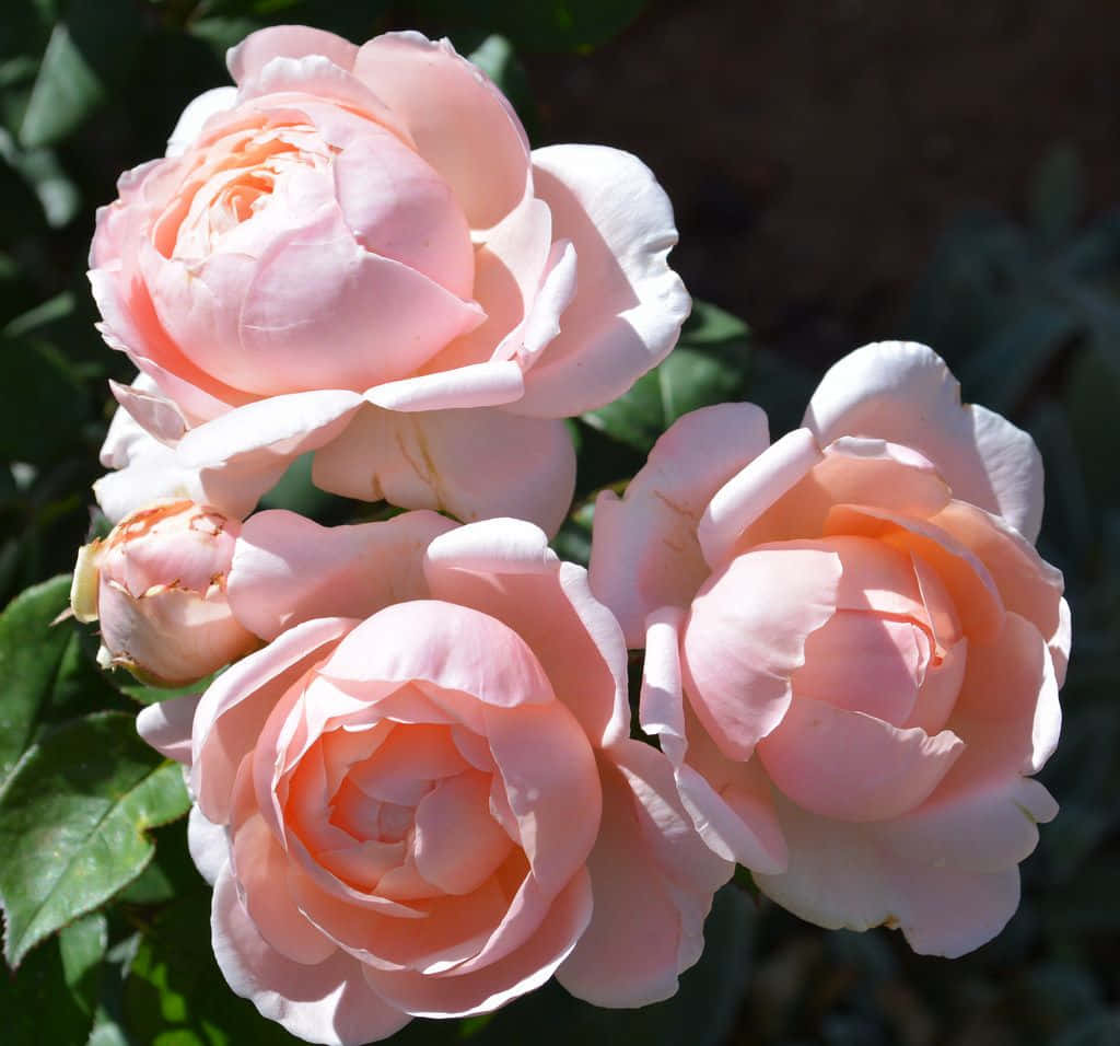 English Rose Garden, peach roses, sunlit clusters, SD Desktop Wallpaper