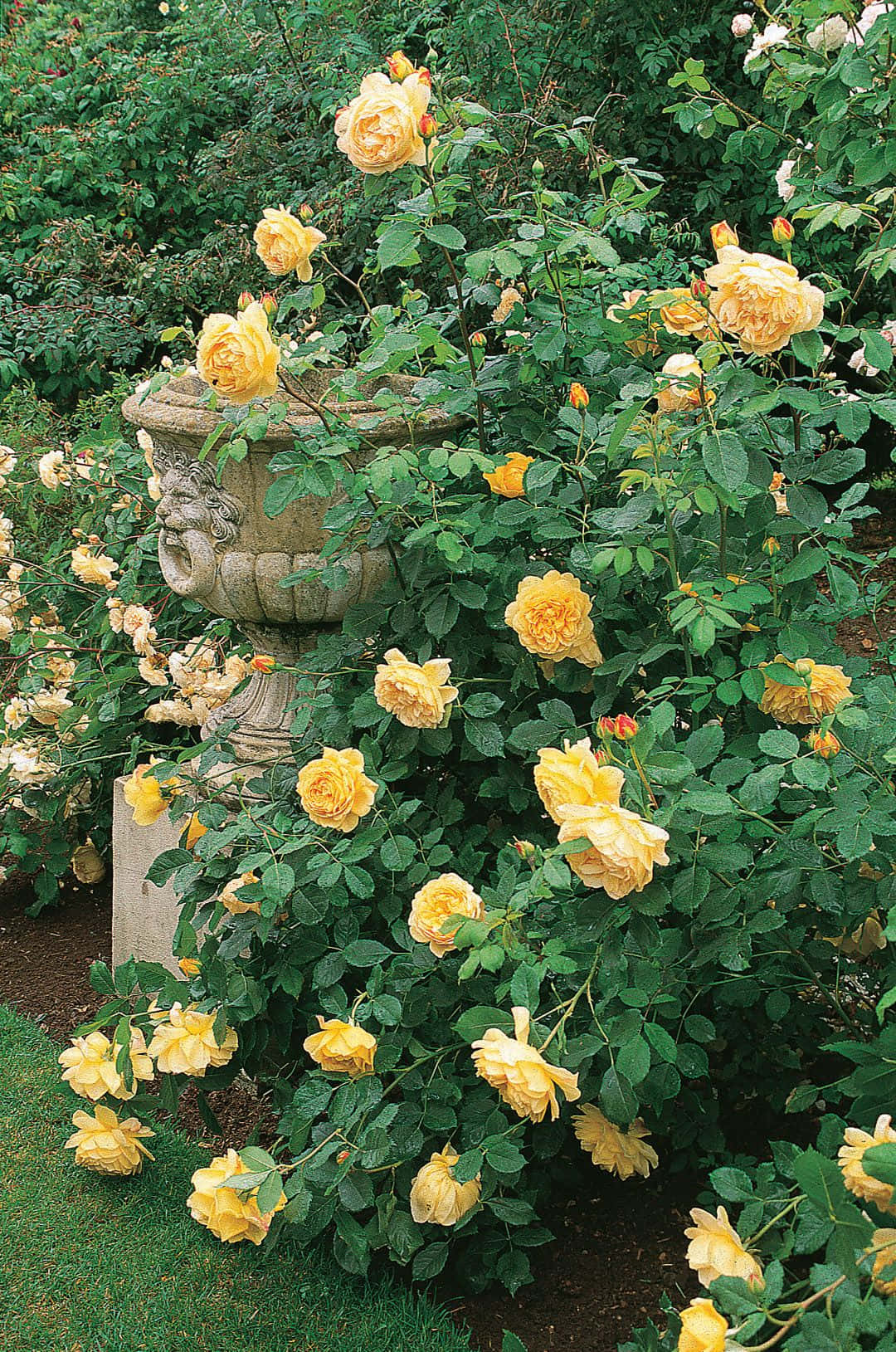 English Rose Garden, yellow roses, weathered stone urn, HD Phone Wallpaper