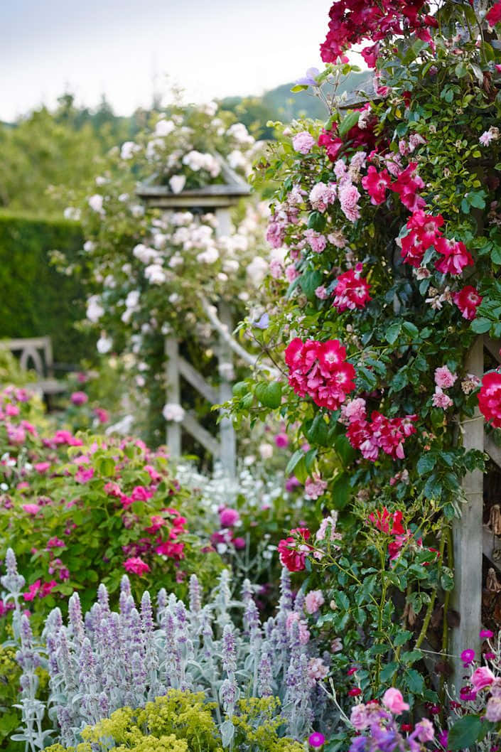 English Rose Garden, pink roses, white roses, SD Phone Wallpaper