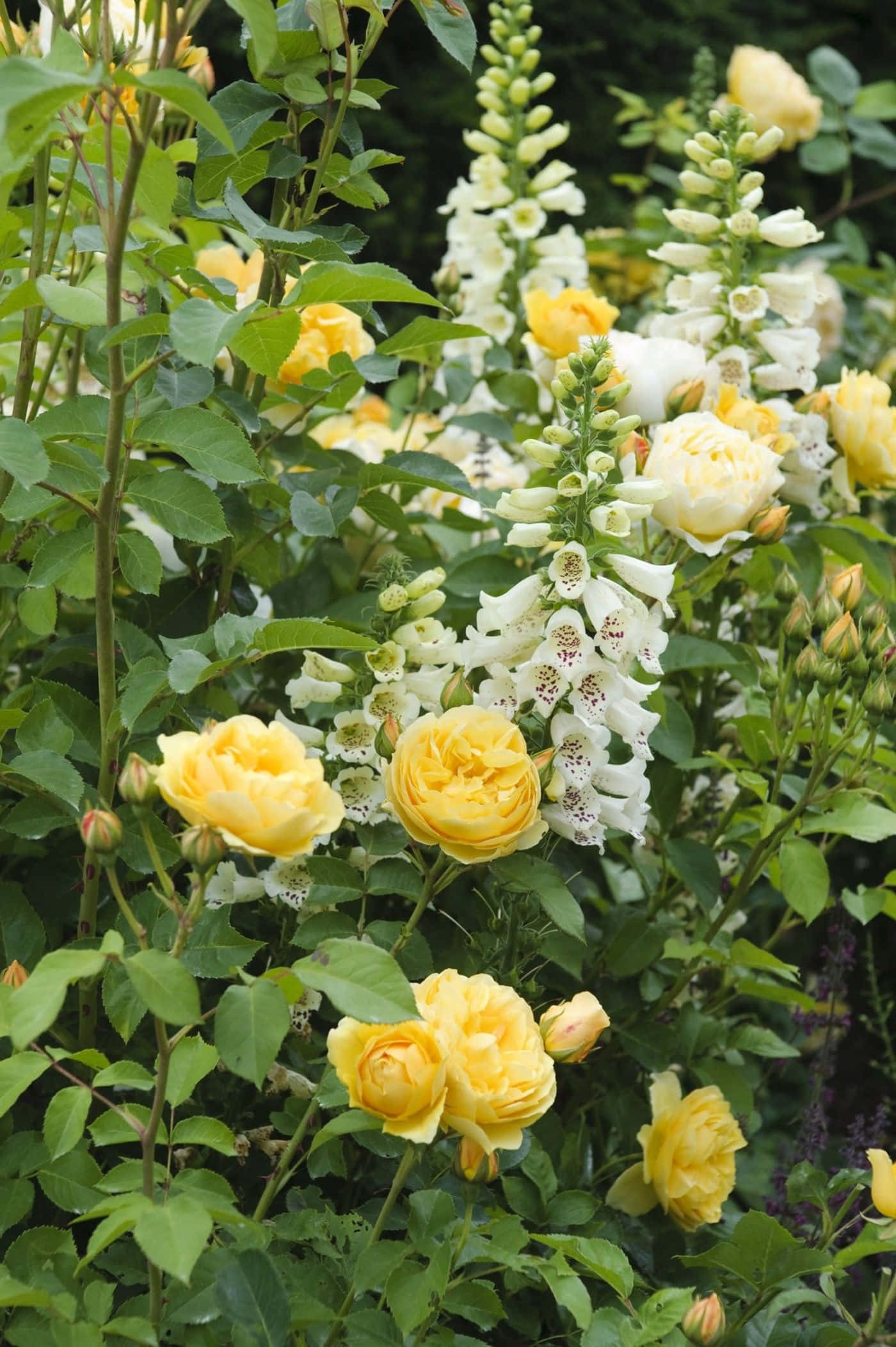 English Rose Garden, yellow roses, white foxgloves, Full HD Phone Wallpaper