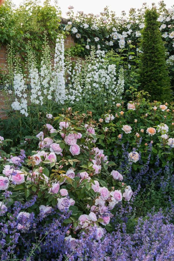 English Rose Garden, pink roses, lavender, SD Phone Wallpaper