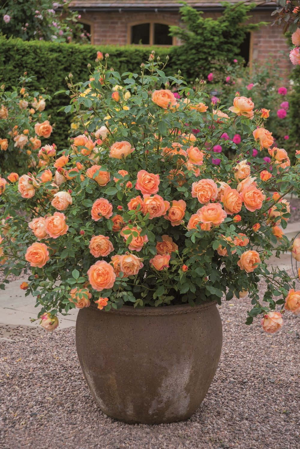 English Rose Garden, peach roses, gravel ground, HD Phone Wallpaper