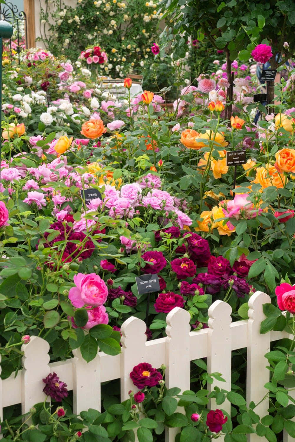 English Rose Garden, pink orange roses, deep magenta roses, HD Phone Wallpaper