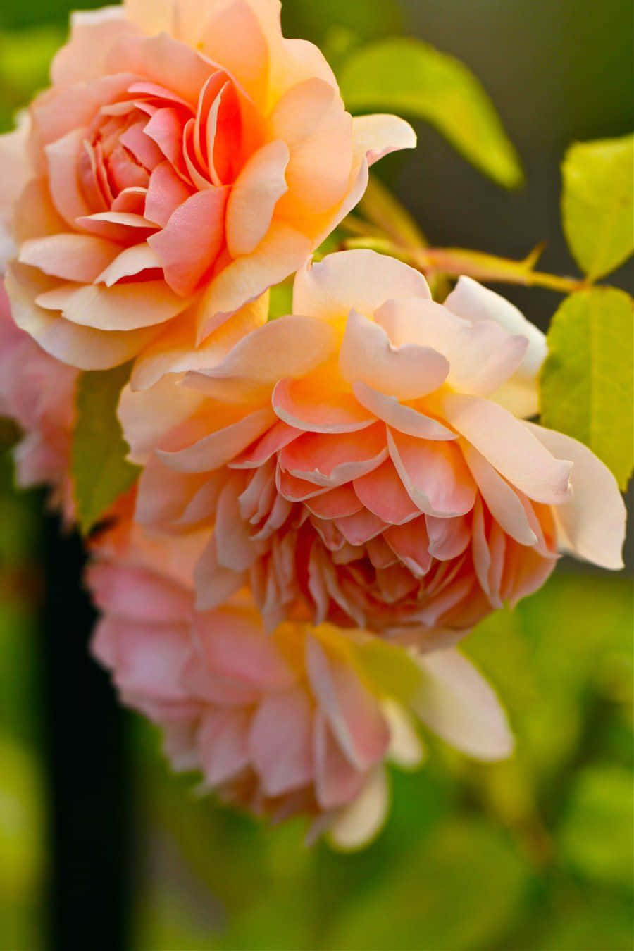 English Rose Garden, peach, cream, HD Phone Wallpaper