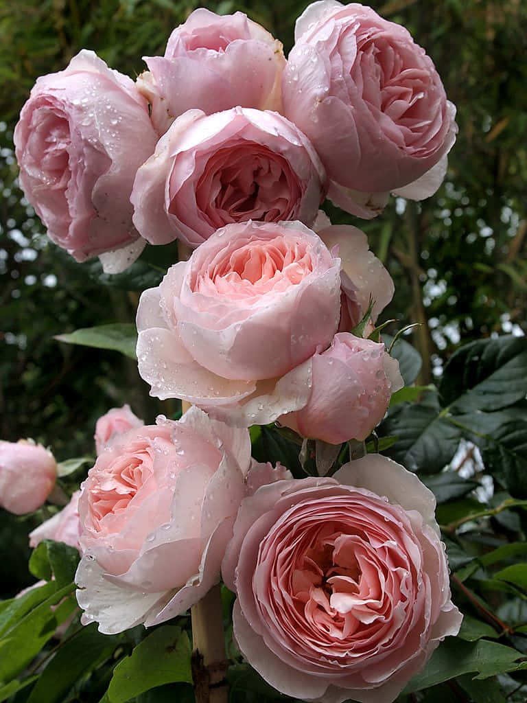English Rose Garden, pink roses, dewdrops, SD Phone Wallpaper