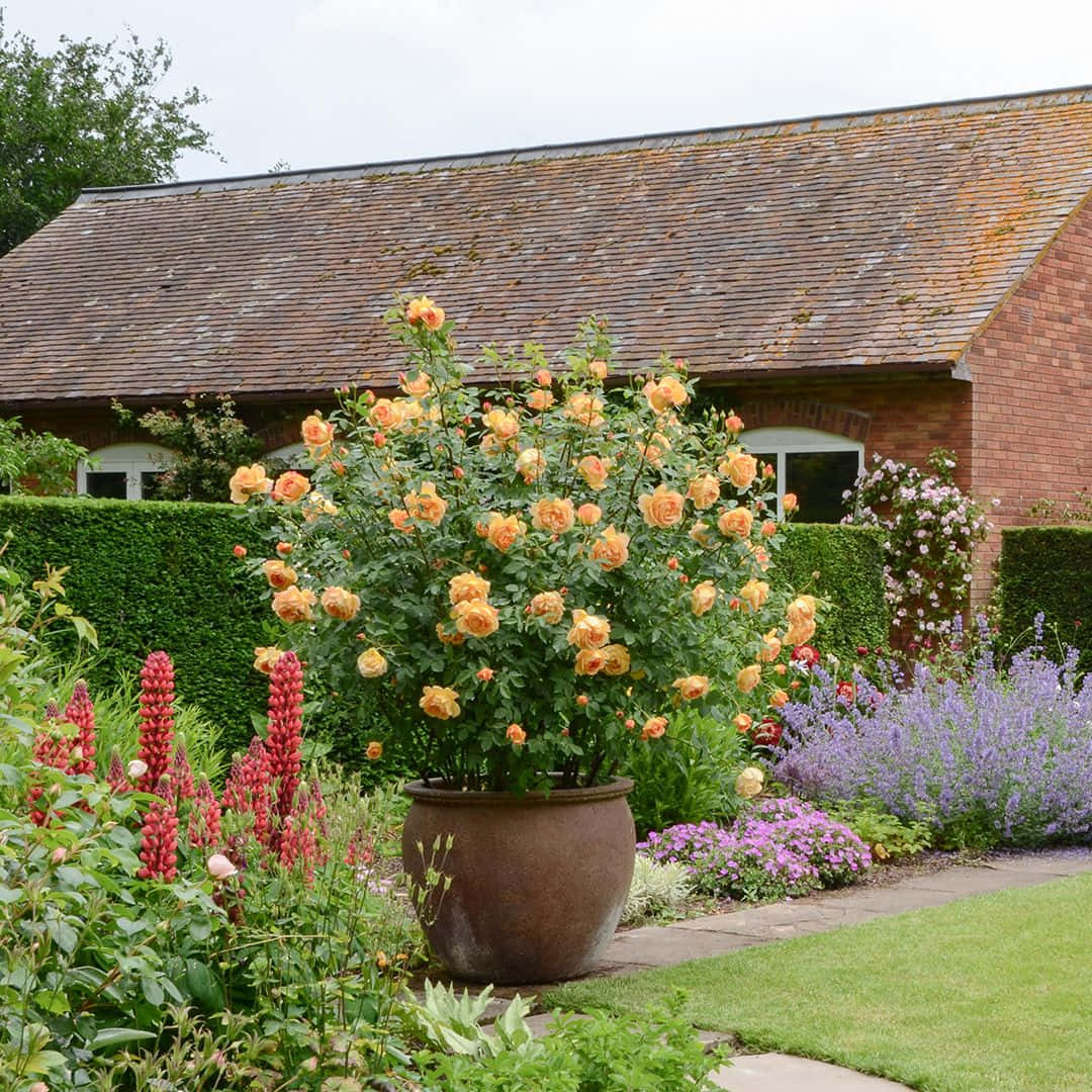 English Rose Garden, orange roses, terracotta pot, SD Desktop Wallpaper