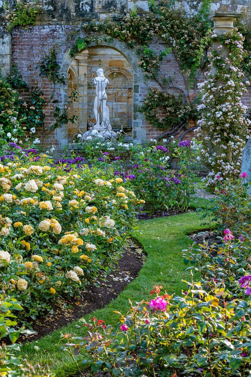 English Rose Garden, sunlit garden path, vibrant rose bushes, SD Phone Wallpaper