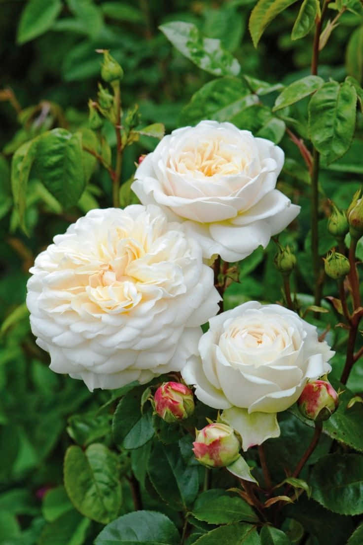 English Rose Garden, creamy white roses, lush green leaves, SD Phone Wallpaper
