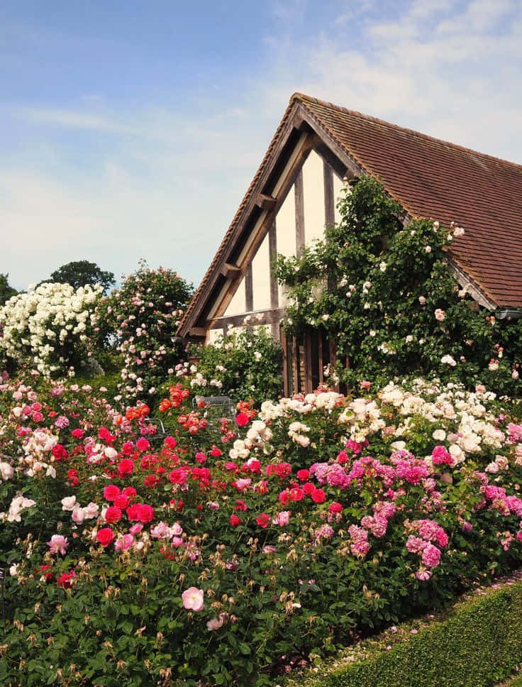 English Rose Garden, tudor-style house, vibrant rose bushes, SD Phone Wallpaper