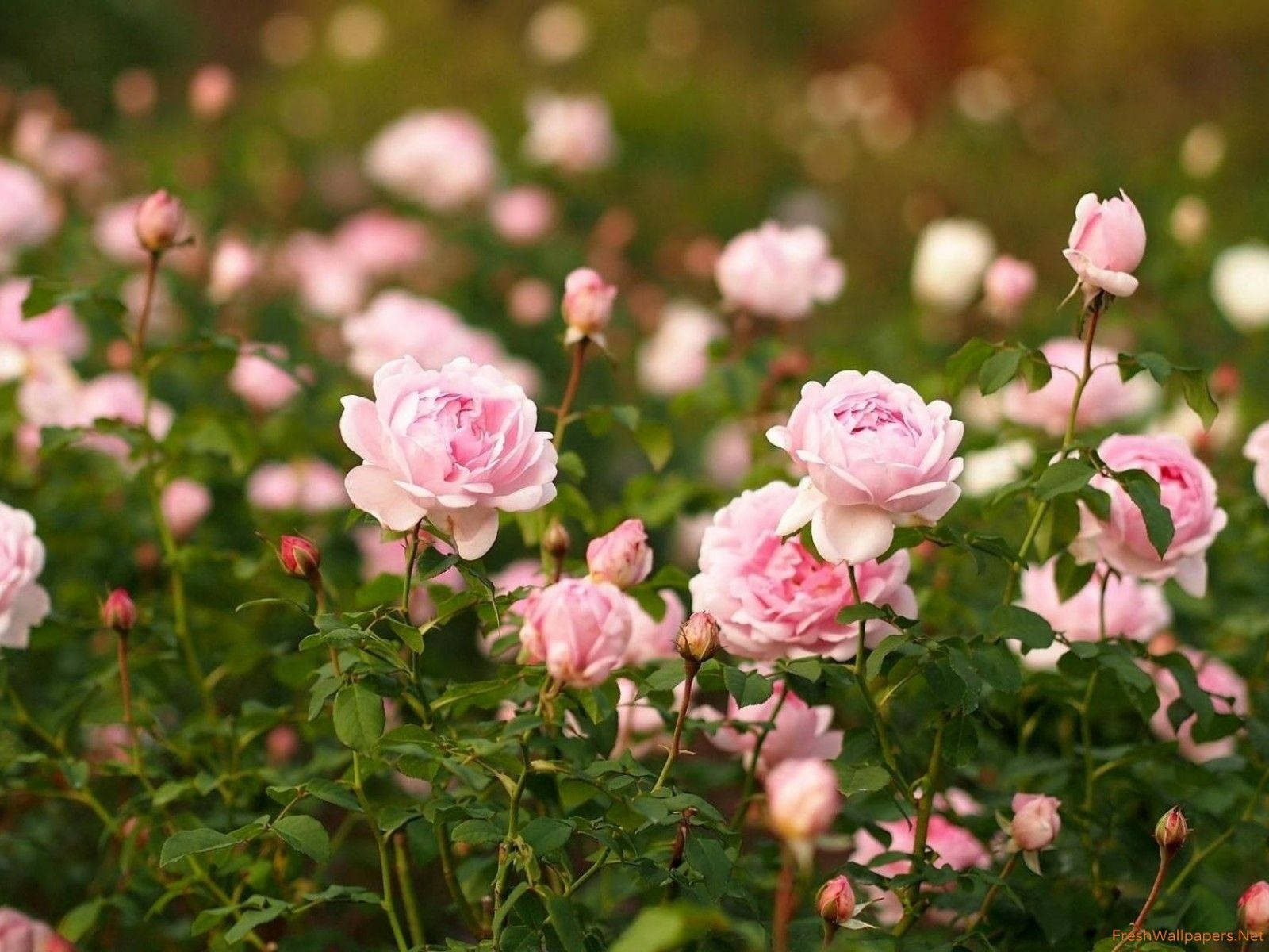 pink roses, lush garden, gentle sunlight, HD Desktop Wallpaper