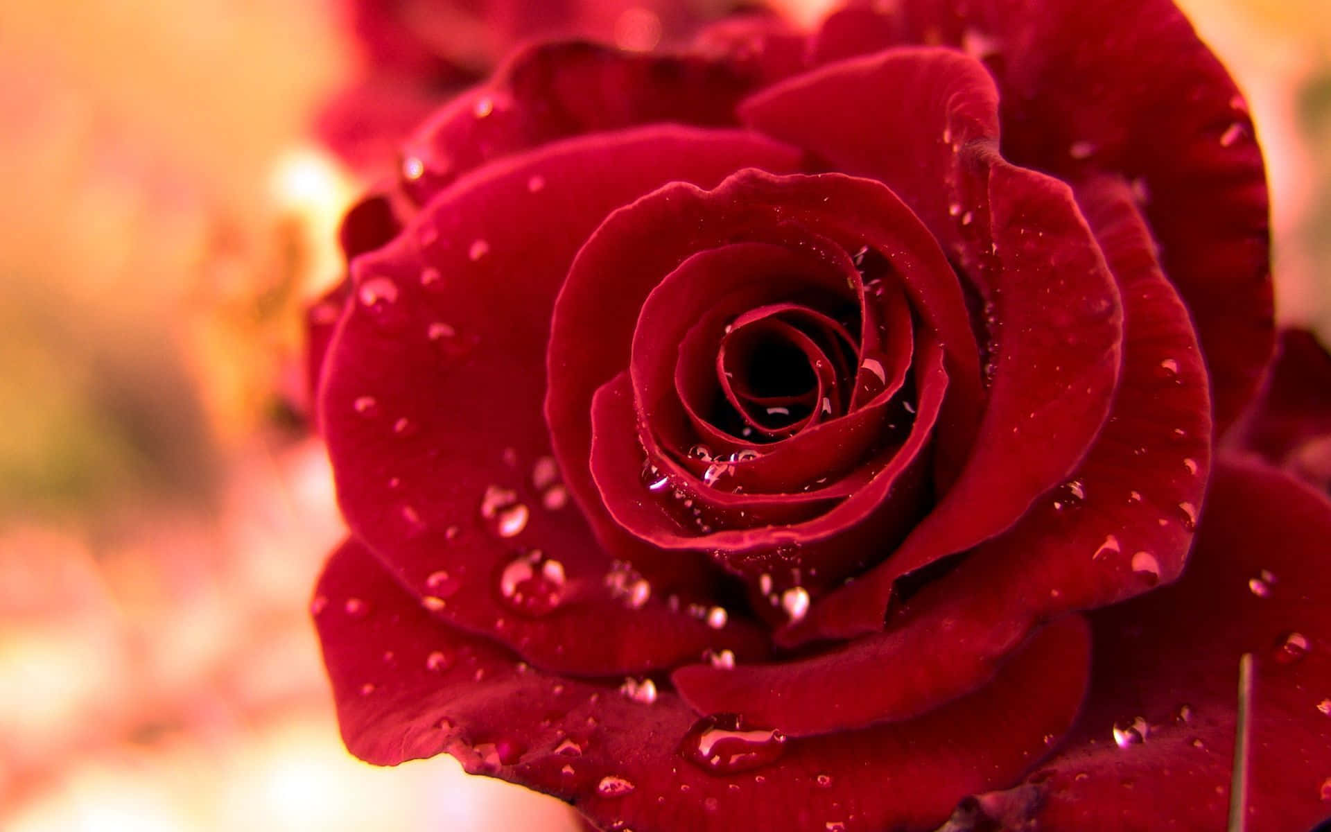 deep red rose, velvety petals, glistening water droplets, Full HD Desktop Wallpaper