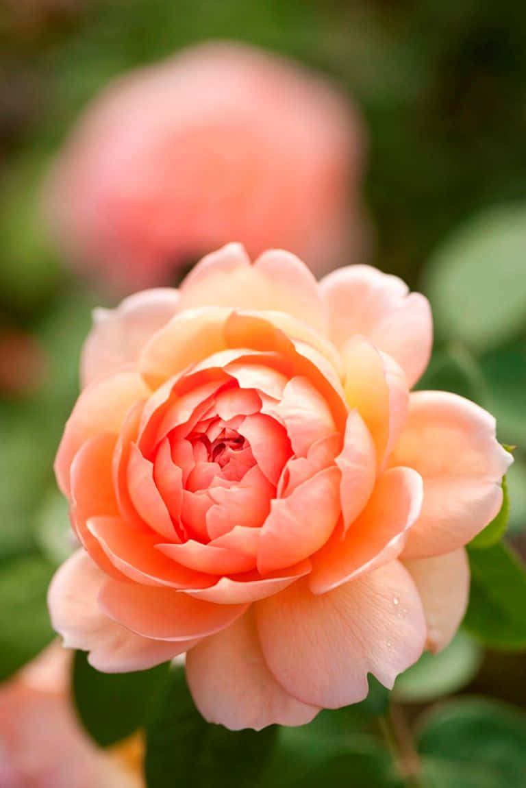 English Rose Garden, peach rose, dewdrops, SD Phone Wallpaper