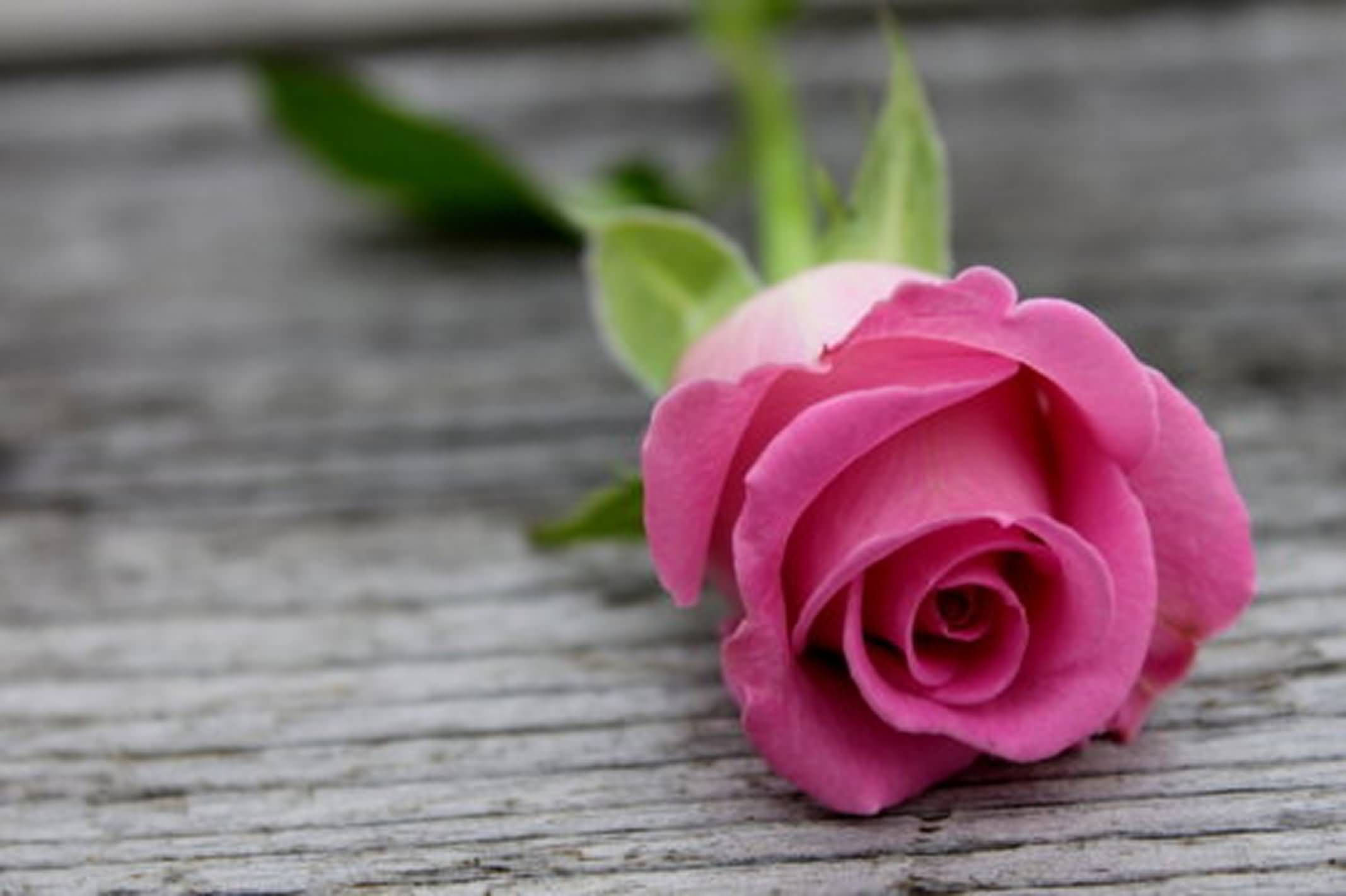 pink roses garden, pink rose, green stem, Full HD Desktop Wallpaper