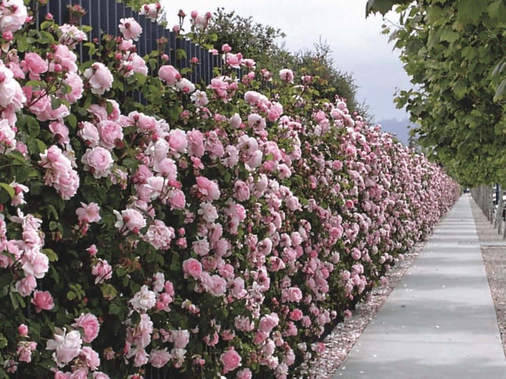English Rose Garden, pink roses, green foliage, SD Desktop Wallpaper