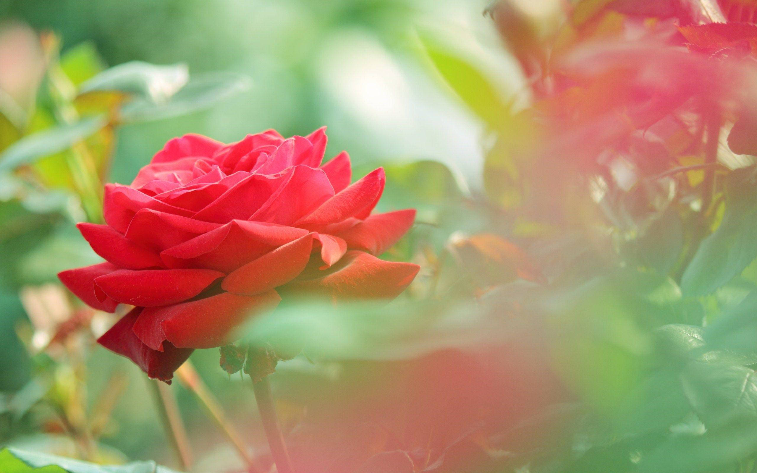 vibrant red rose, sunlit garden, blurred green leaves, 2K Desktop Wallpaper