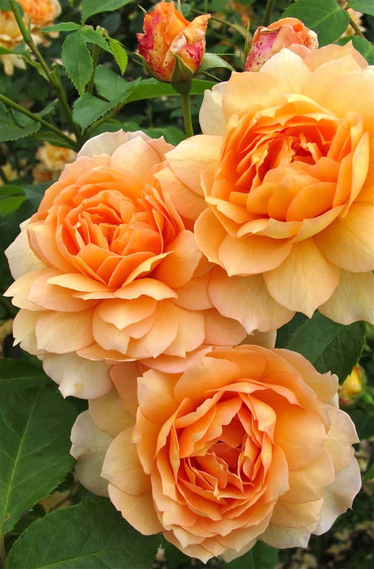 English Rose Garden, peach, orange, SD Phone Wallpaper