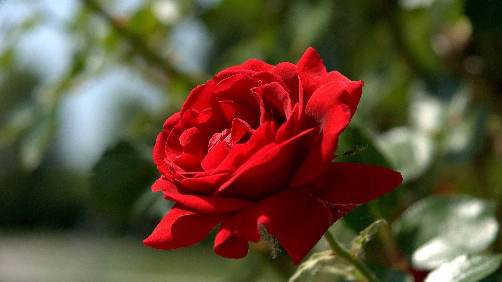 red rose, green field, full bloom, Full HD Desktop Wallpaper