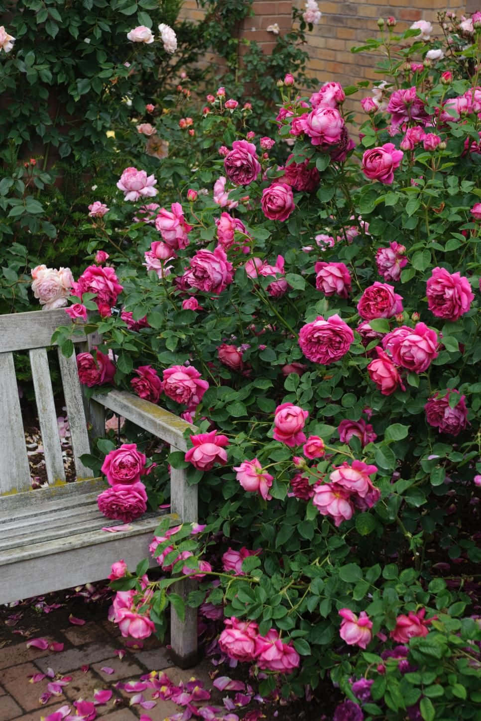 English Rose Garden, wooden bench, vibrant pink roses, HD Phone Wallpaper