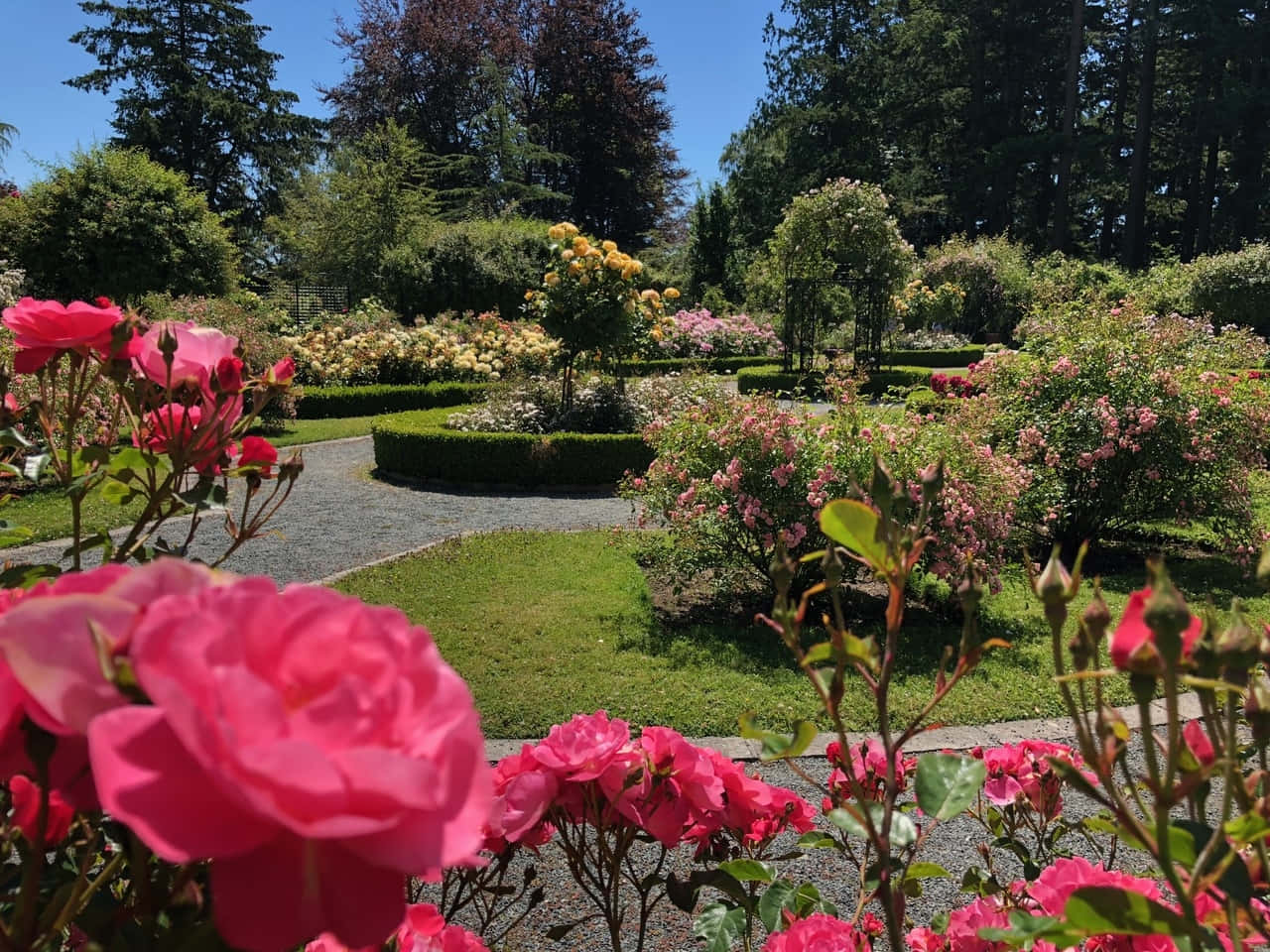 blooming rose garden path, vibrant pink roses, sunlit formal garden, HD Desktop Wallpaper