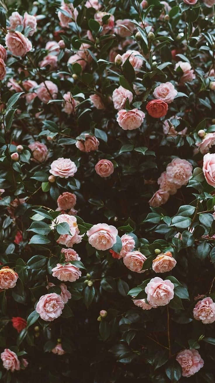 blooming romantic rose garden, pink camellias, deep green leaves, HD Phone Wallpaper