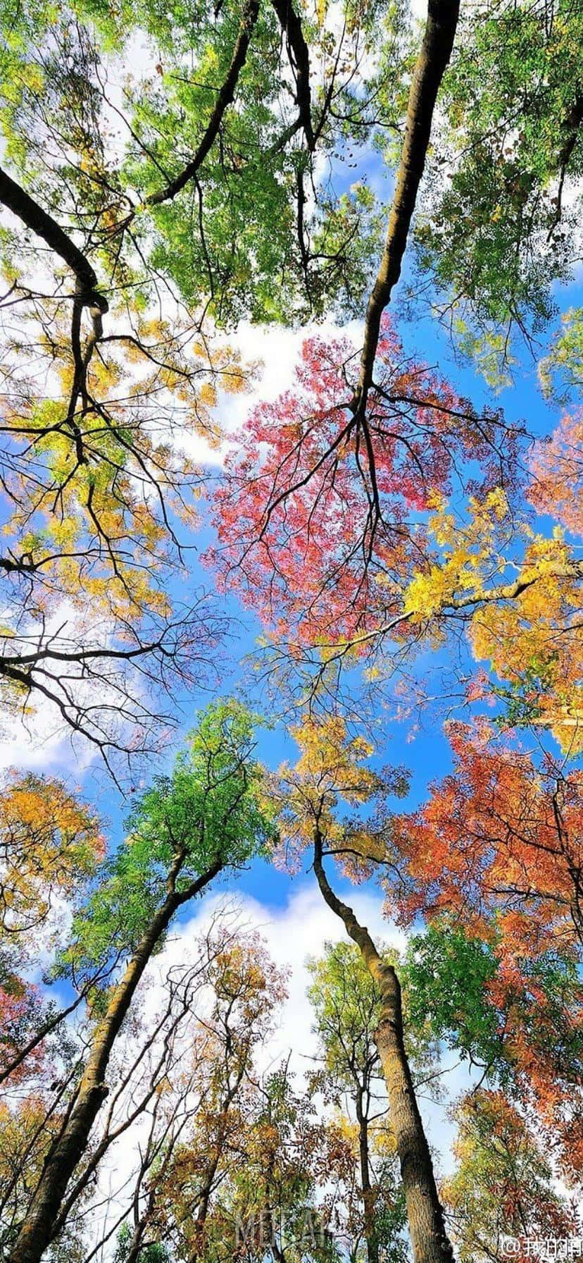 autumn trees, red leaves, yellow leaves, HD Phone Wallpaper