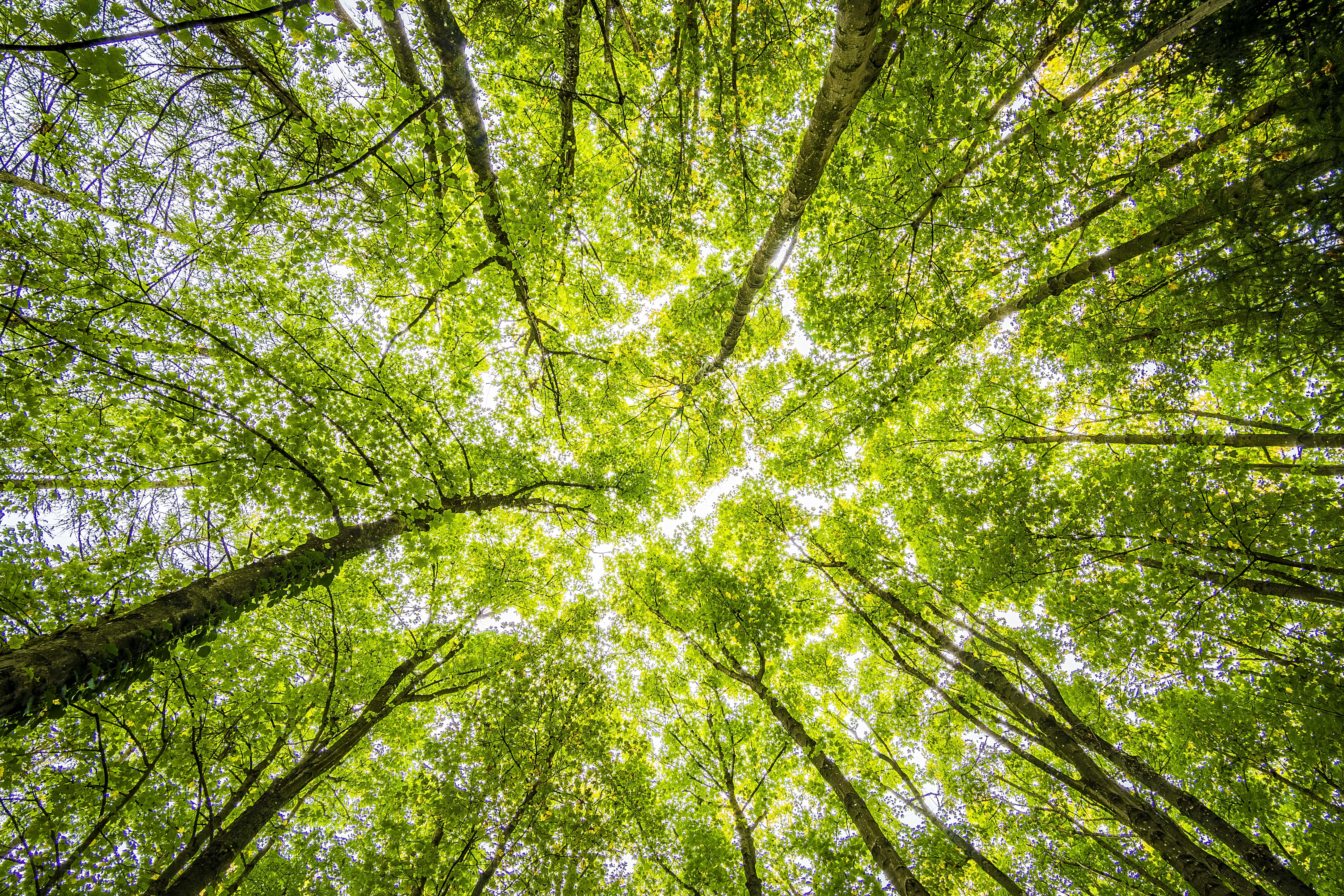 tall trees, dense canopy, vibrant green leaves, 5K Desktop Wallpaper