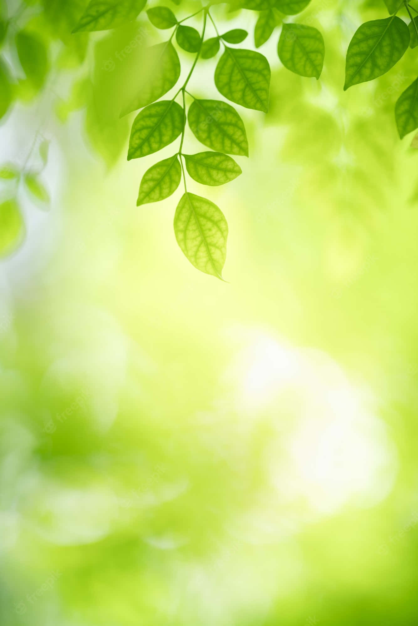 sunlight, vibrant green leaves, soft glowing bokeh background, Full HD Phone Wallpaper