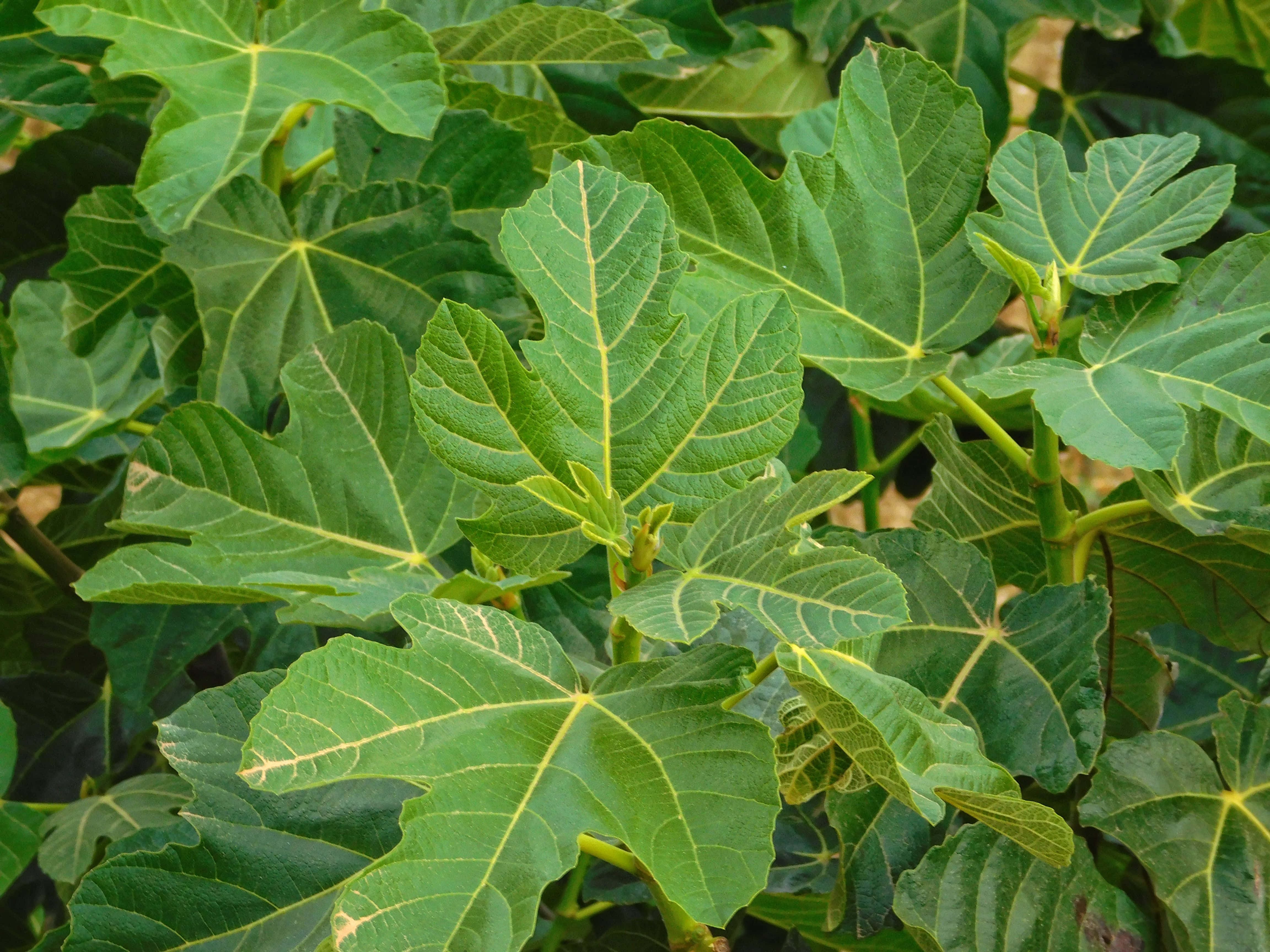 fig tree, vibrant green, yellow veins, 4K Desktop Wallpaper