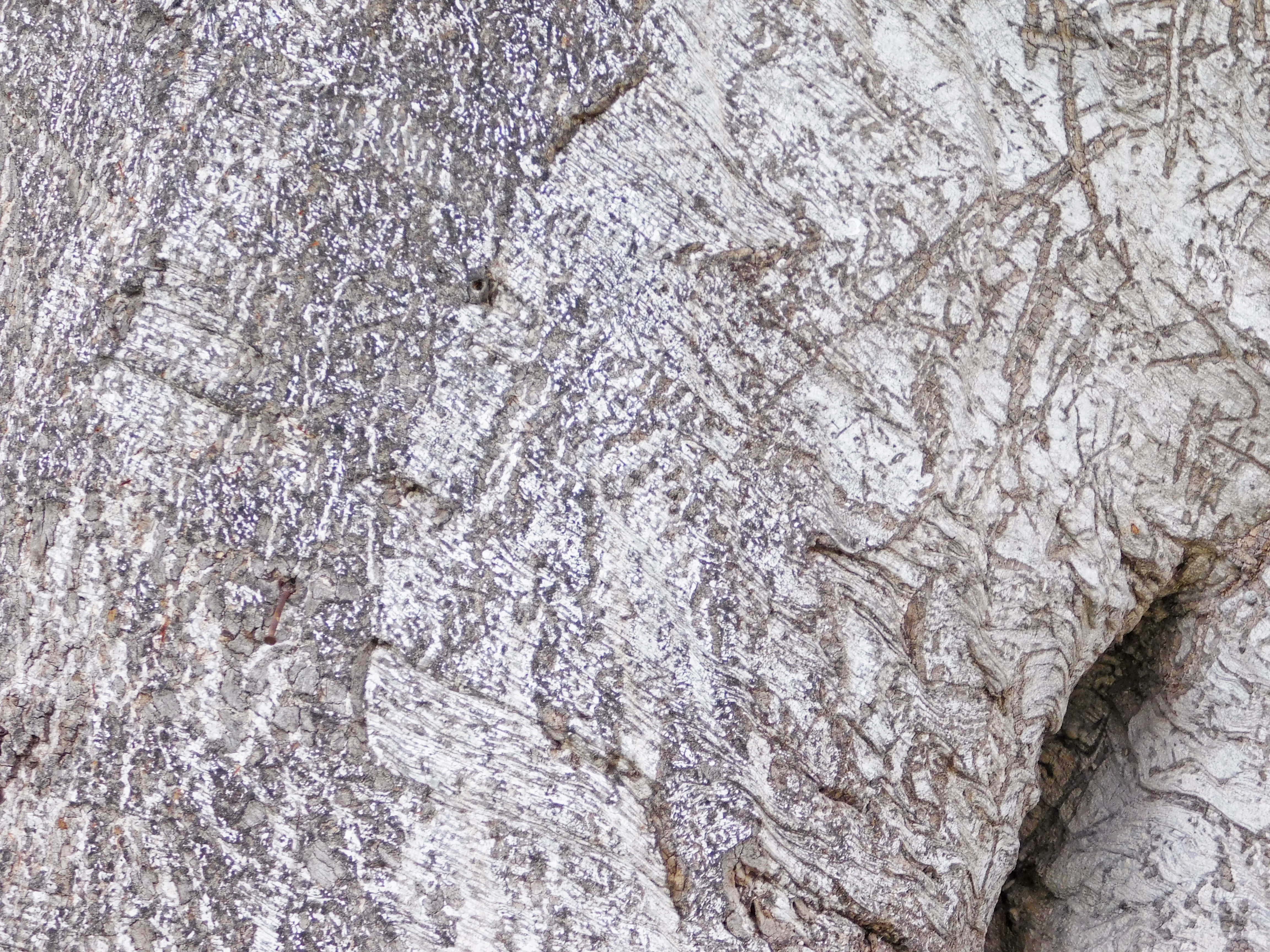 white birch bark, rough texture, intricate natural patterns, 4K Desktop Wallpaper