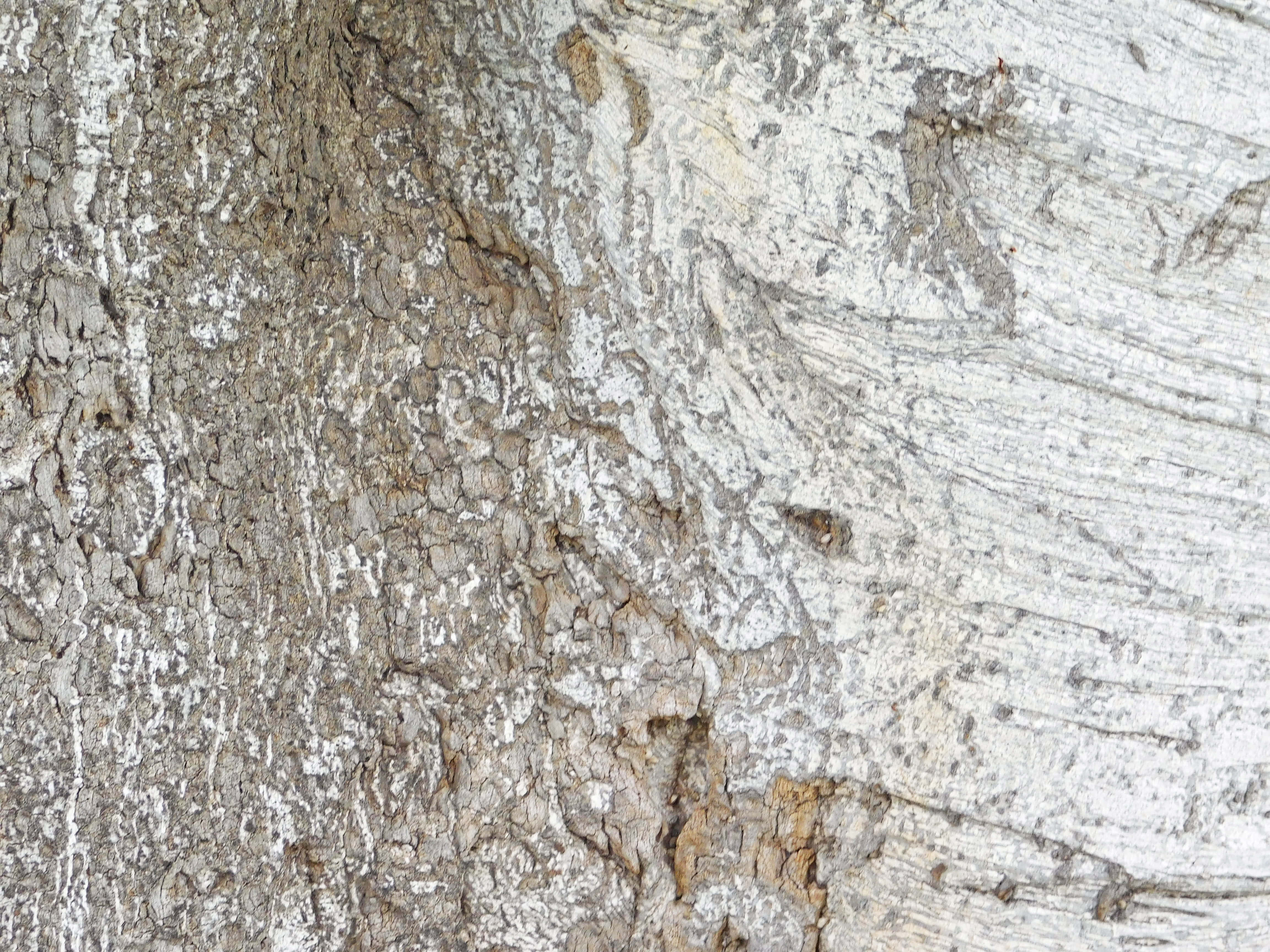 tree trunk, weathered tree bark, cracked white and gray surfaces, 4K Desktop Wallpaper