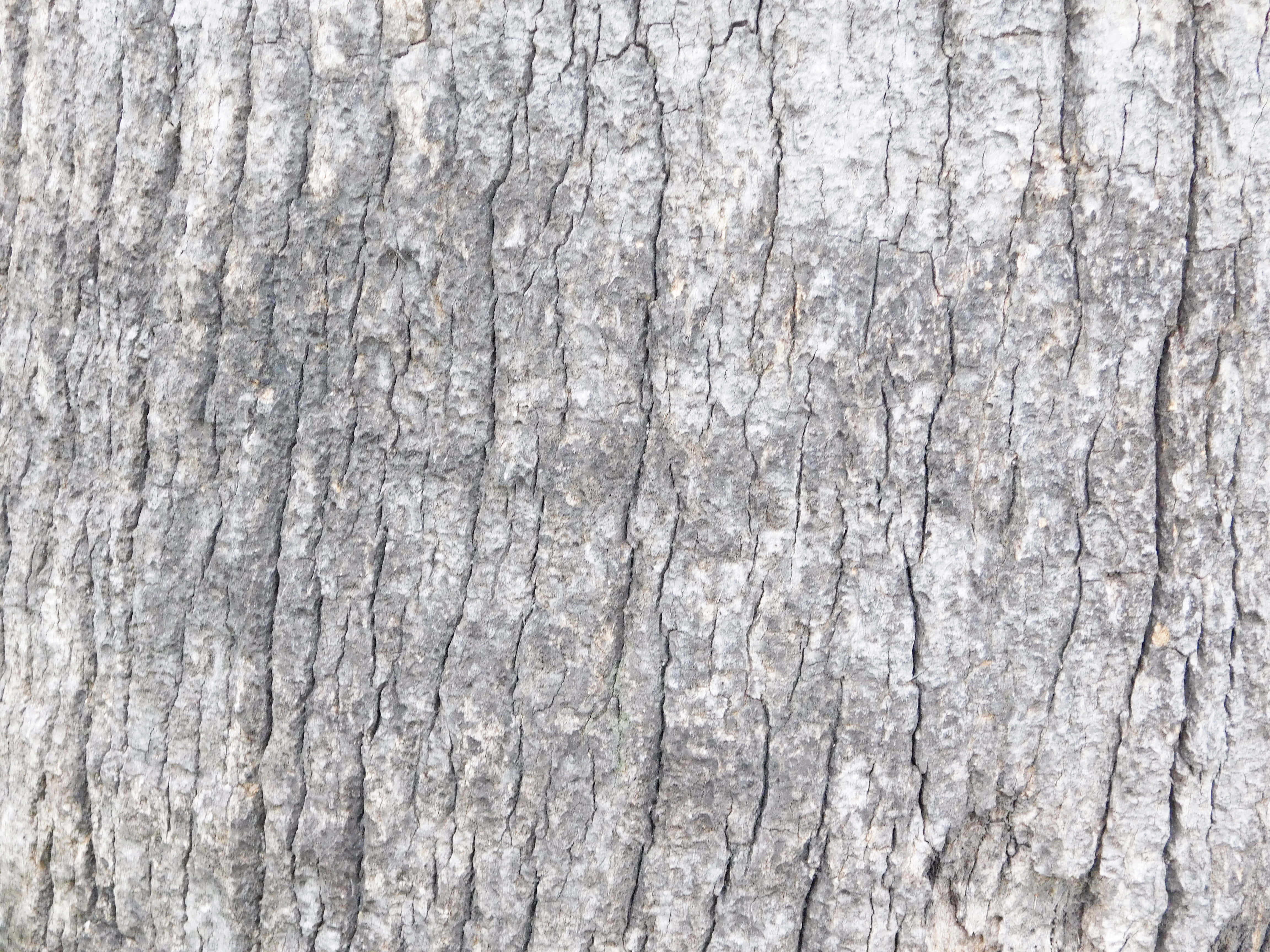 tree trunk, weathered tree bark, deep vertical grooves, 4K Desktop Wallpaper