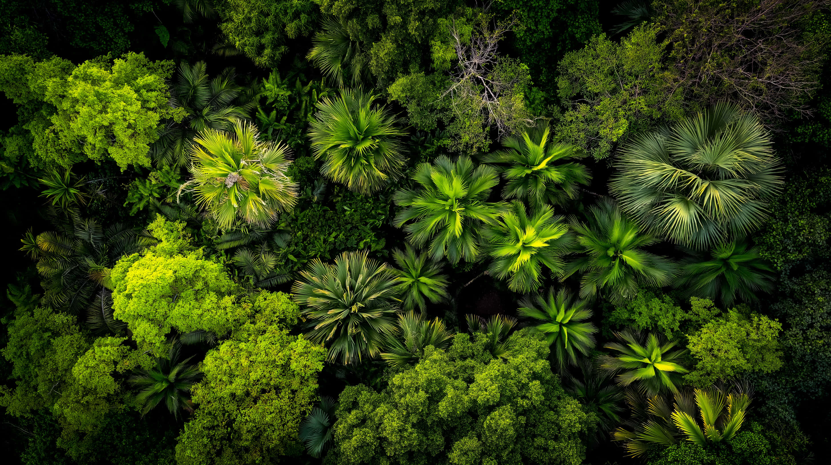 dense tropical jungle canopy, aerial view, vibrant green palm trees, 2K Desktop Wallpaper