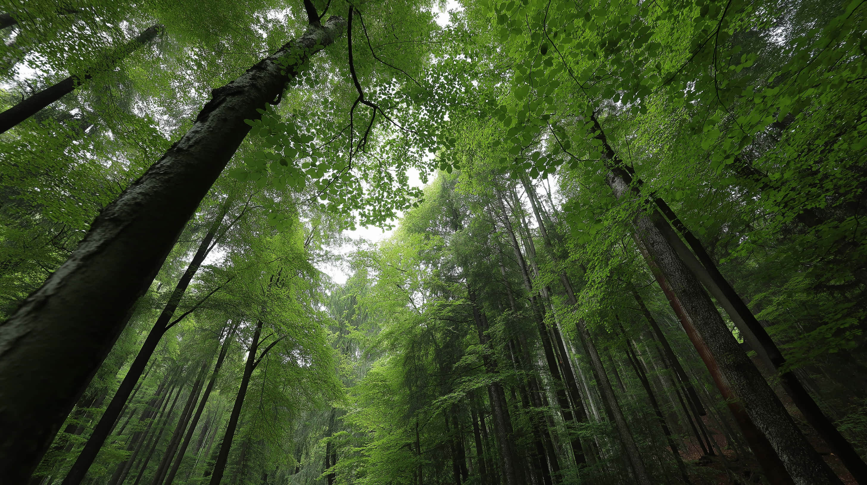 towering forest canopy, worm's-eye perspective, dense canopy, 2K Desktop Wallpaper