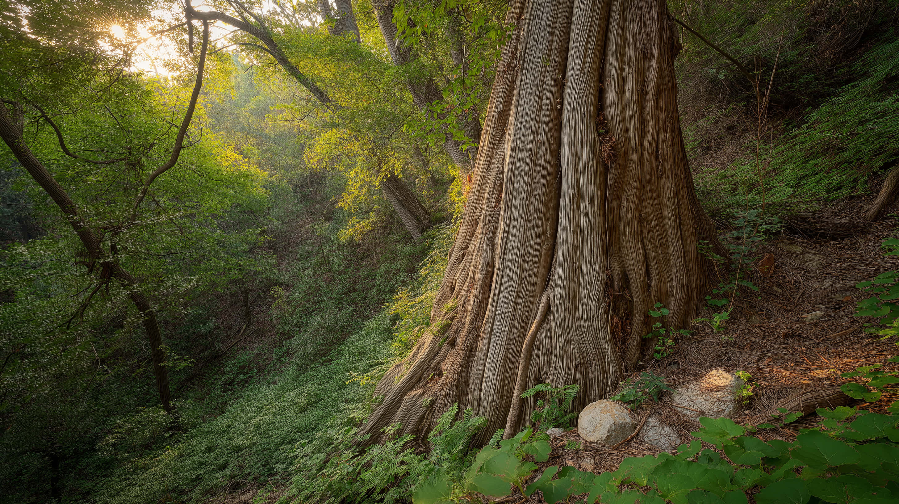 ancient forest giants, majestic tree trunk, lush greenery, 2K Desktop Wallpaper