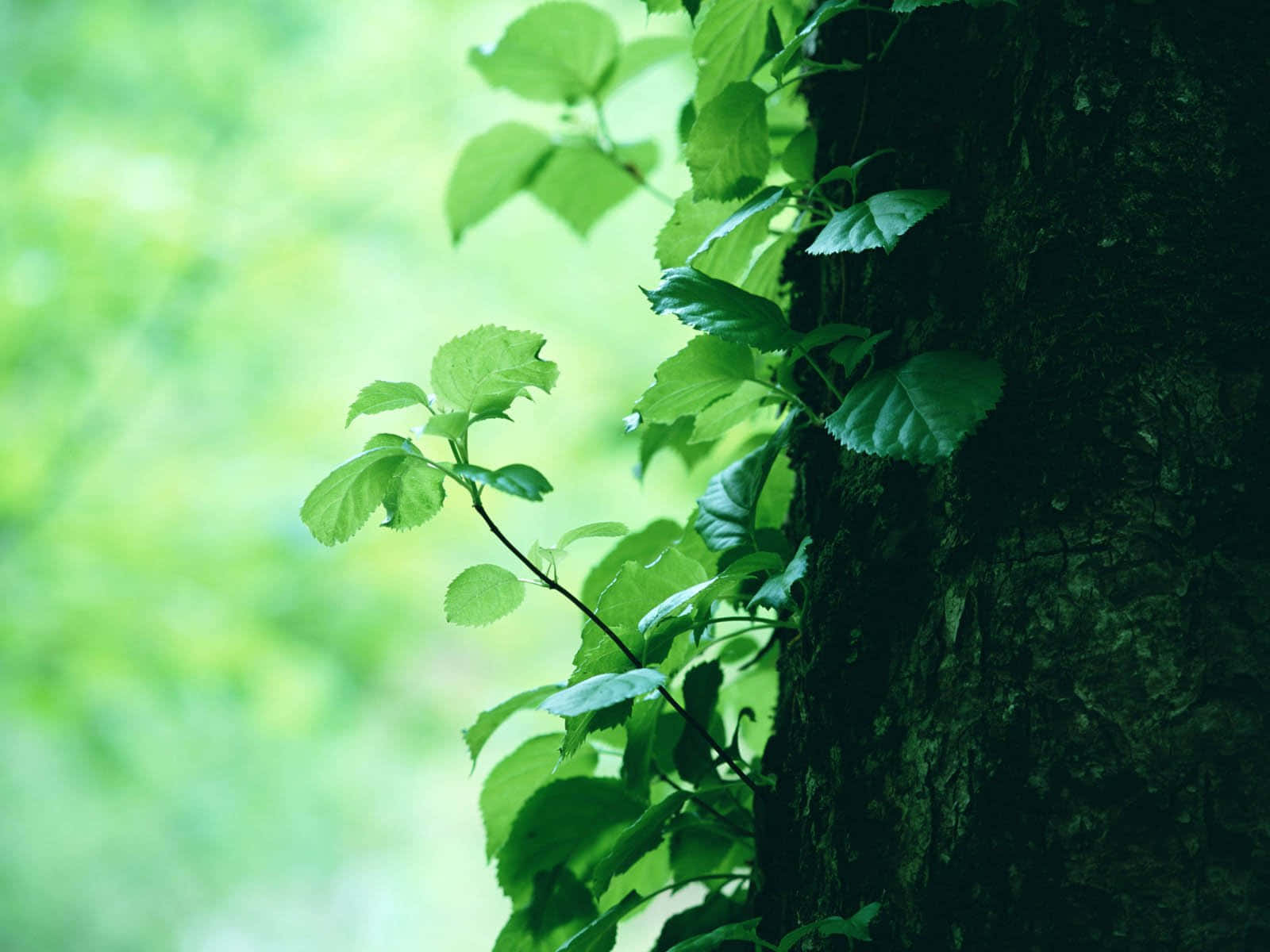 new stems, old tree, vibrant green leaves, HD Desktop Wallpaper
