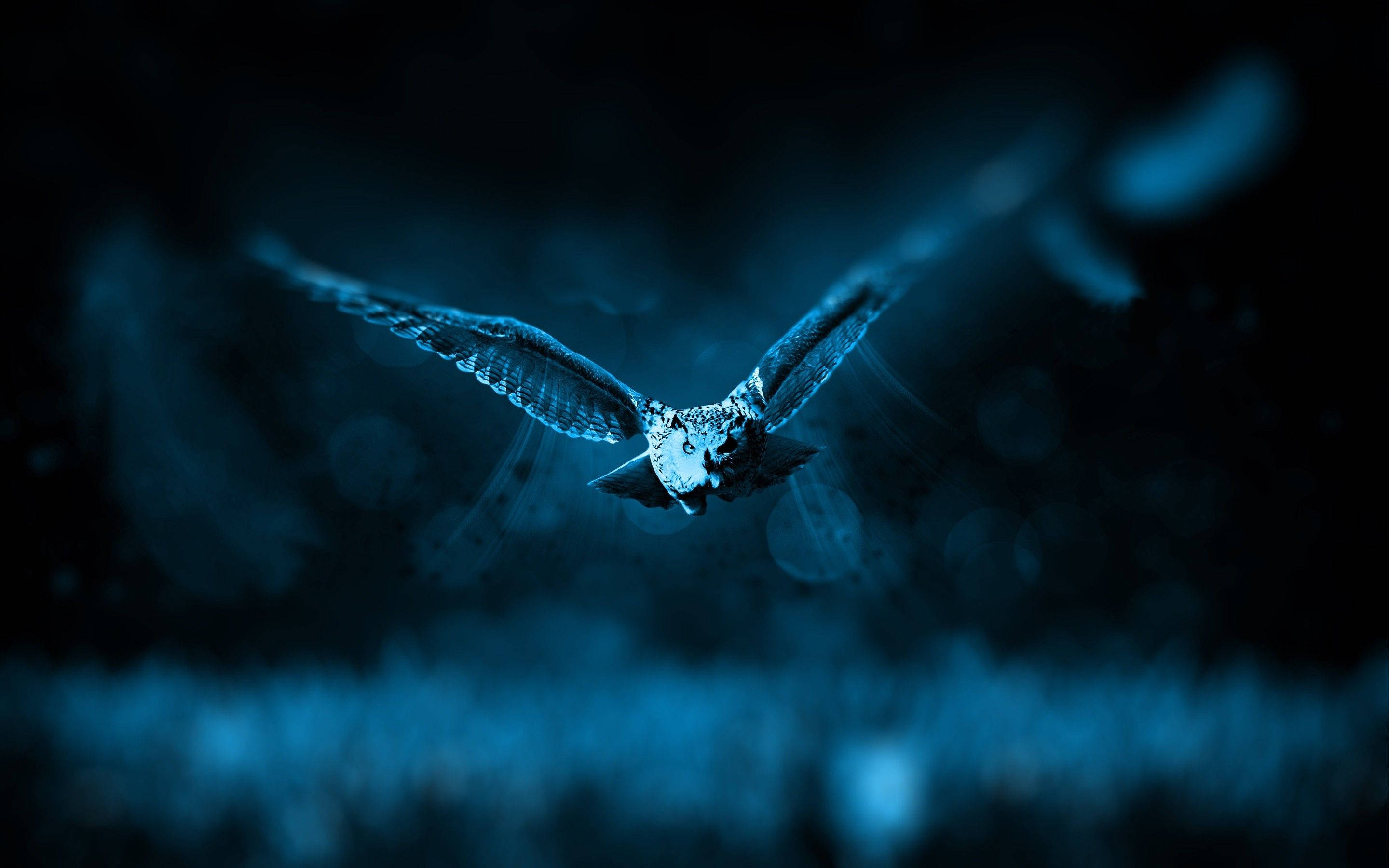 flying owl hd computer, snowy owl, misty night sky, 2K Desktop Wallpaper