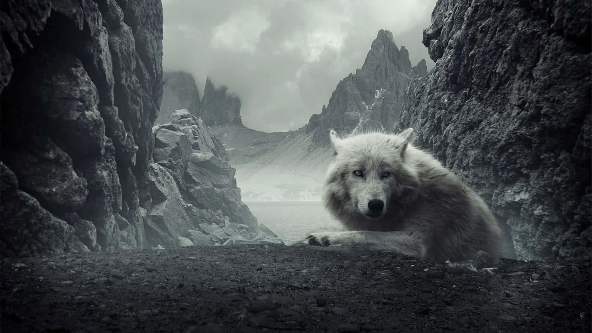 Epic Wolf, white wolf, gray cliffs, Full HD Desktop Wallpaper