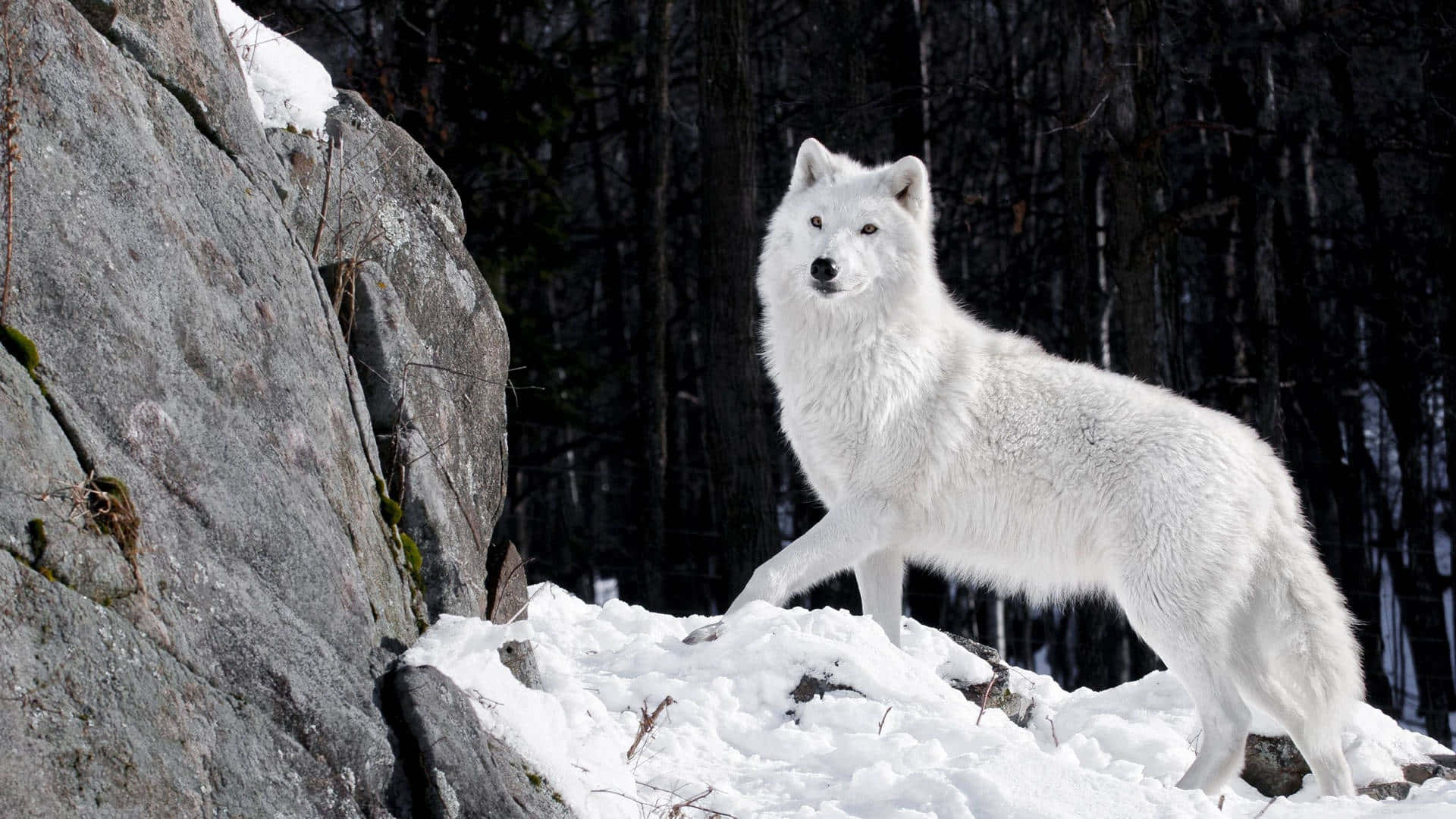 Arctic wolf, snowy rocks, dark forest, Full HD Desktop Wallpaper
