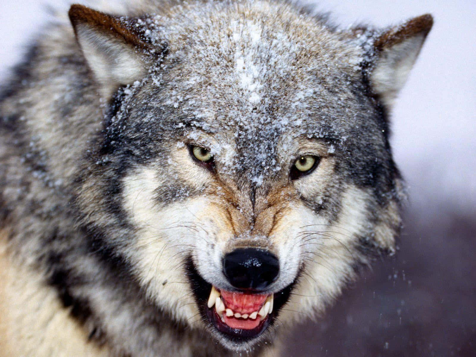 3D wolf, gray wolf, snow dusted fur, HD Desktop Wallpaper